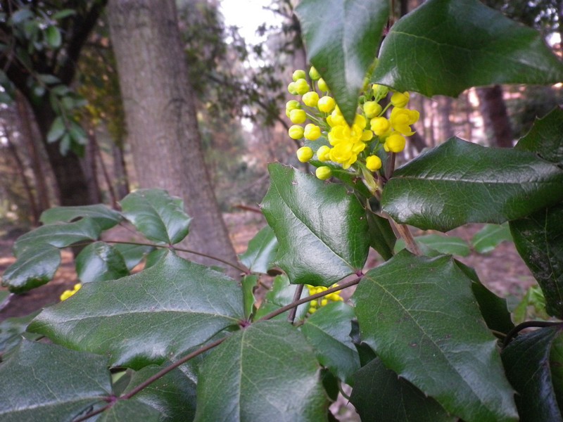 Mahonia aquifolium / Maonia